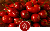 Pimentas
